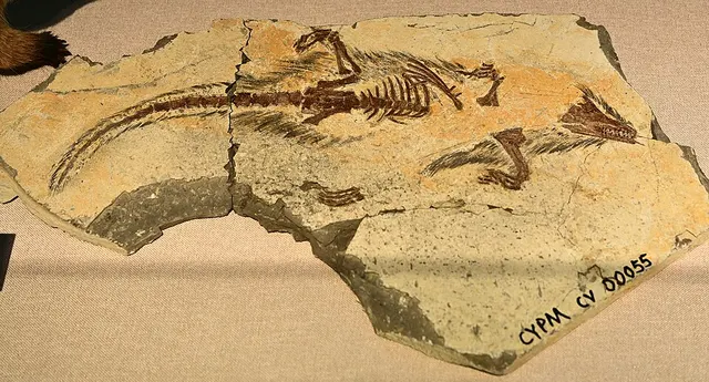 Castorocauda