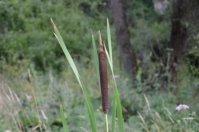 Typha shuttleworthii