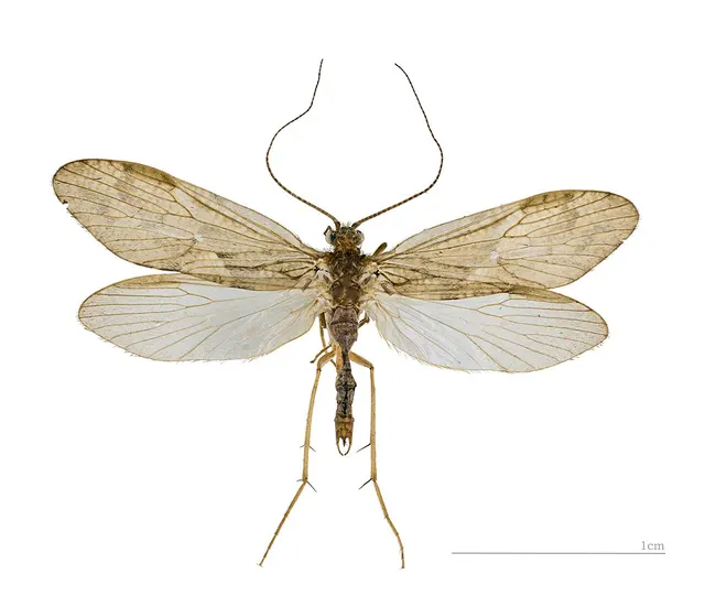 Spicipalpia