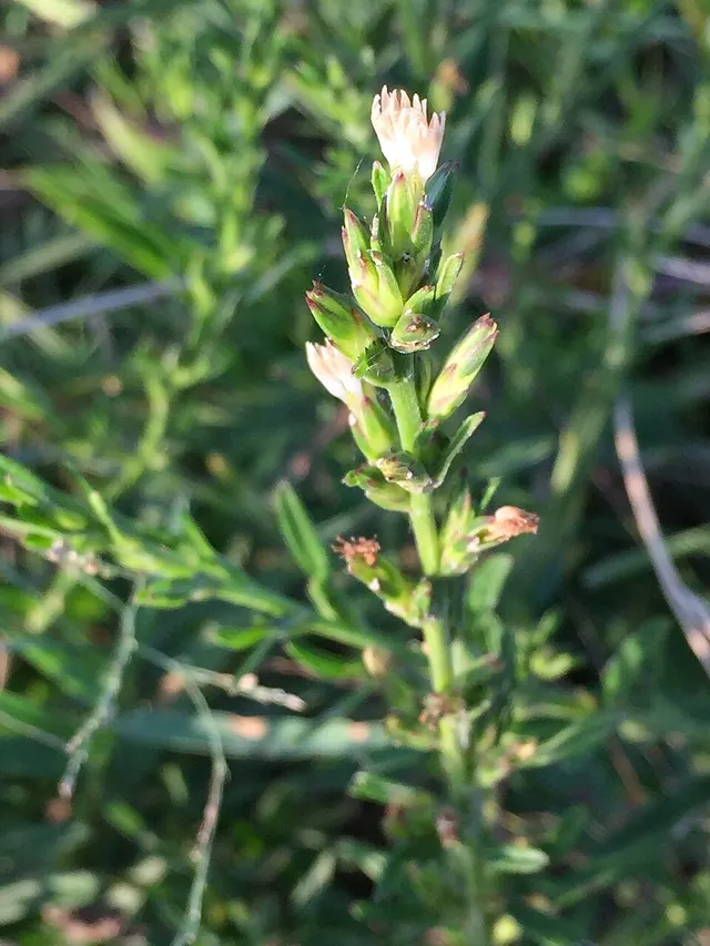 Pseudelephantopus spicatus