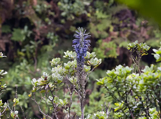 Lobelia hypoleuca