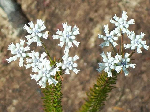 Conospermum