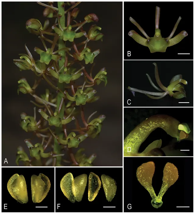 Liparis pingxiangensis