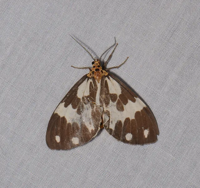 Nyctemera muelleri