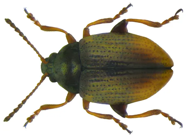 Hippuriphila modeeri