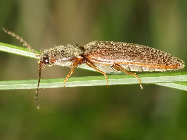 Athous subfuscus