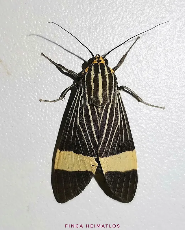 Ordishia rutilus