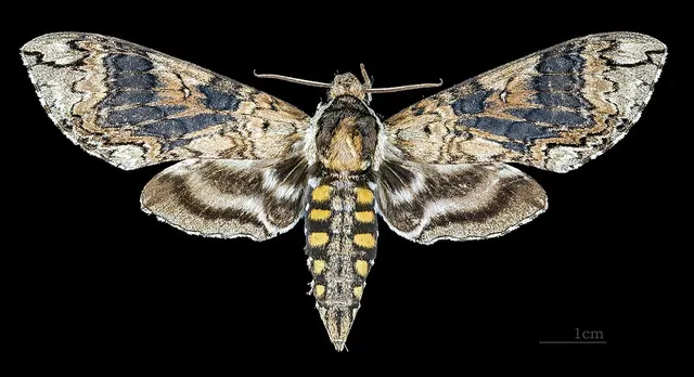Manduca wellingi