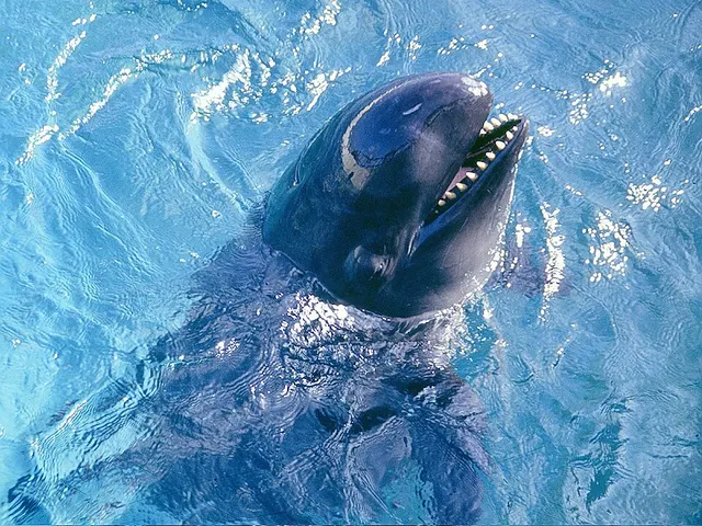 False killer whale