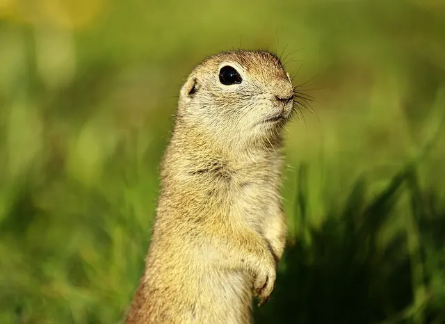 Ground squirrel