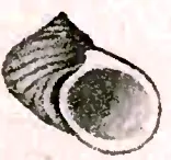 Fossarina patula