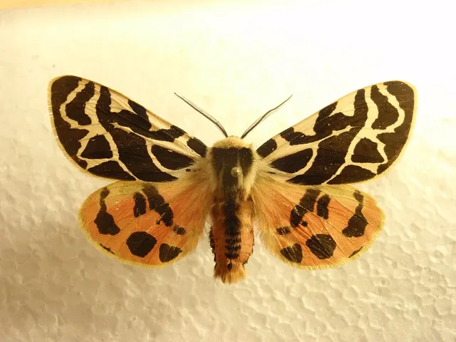 Arctia mirifica