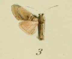 Sacada acutipennis