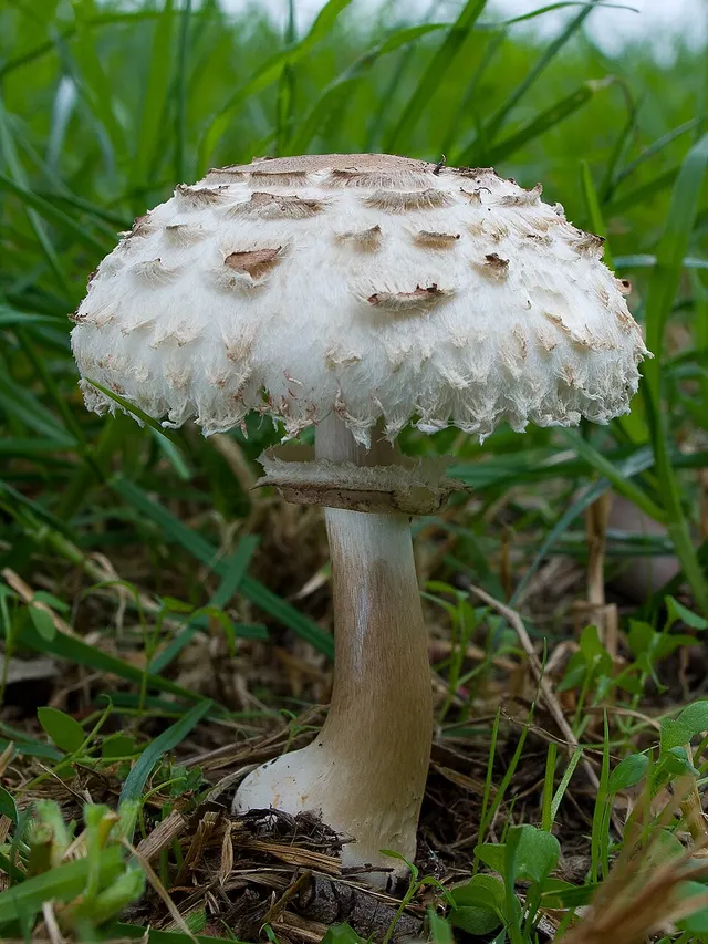 Chlorophyllum nothorachodes