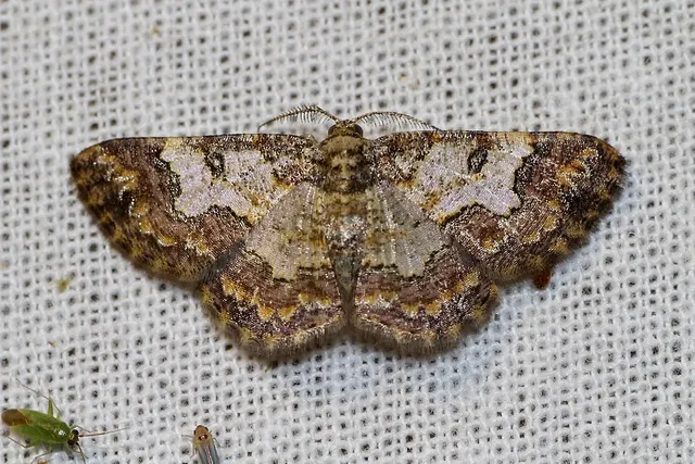 Zamarada metallicata