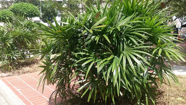 Licuala ferruginea