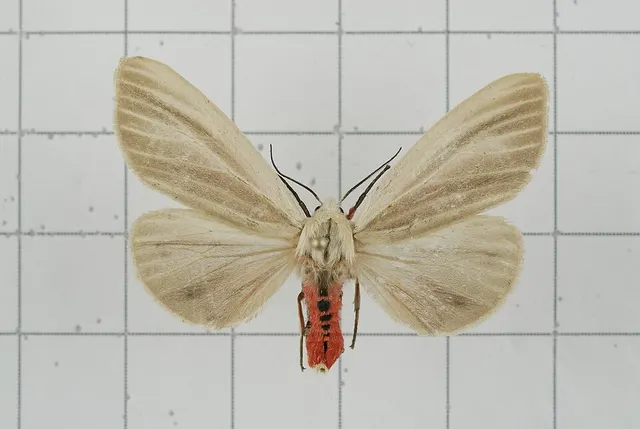 Spilarctia contaminata