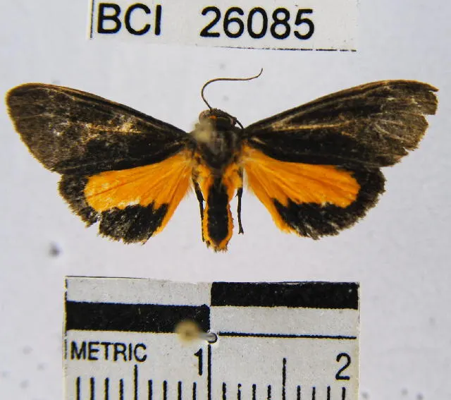 Virbia mentiens