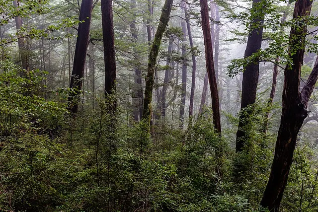 Victoria Forest Park