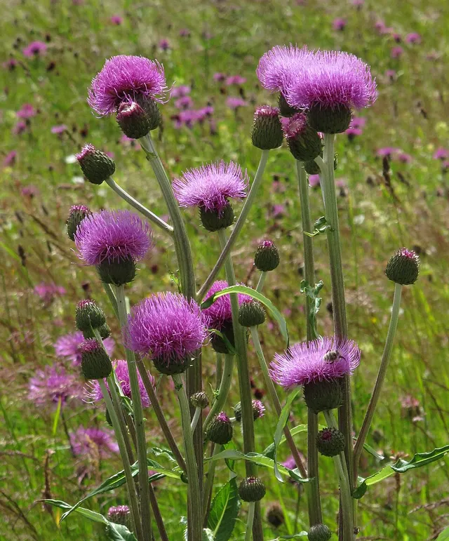 Cirsium