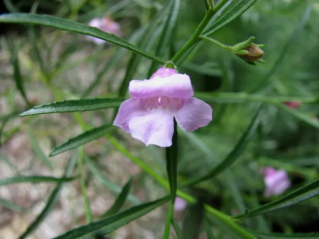 Eremophila hughesii