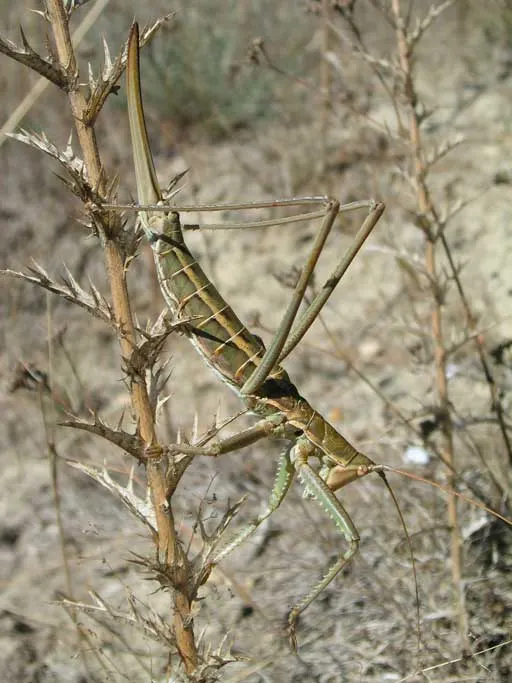 Saginae