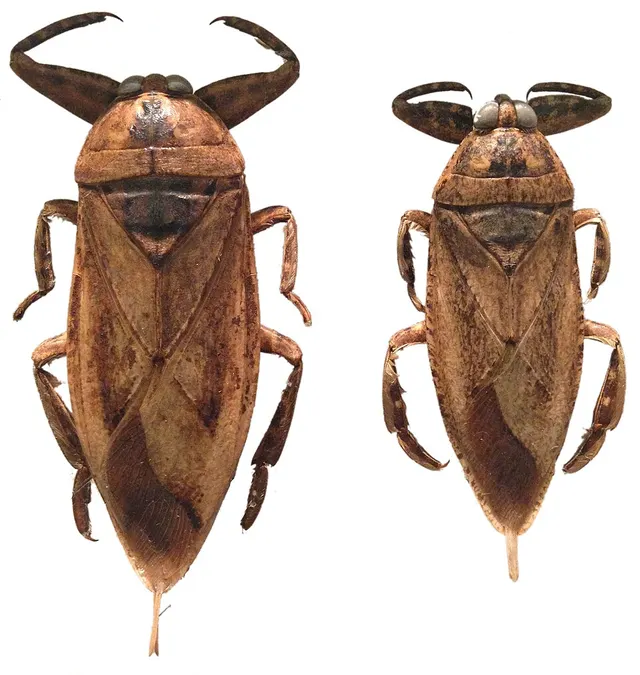 Lethocerus insulanus