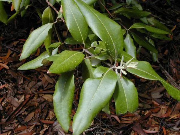 Syncarpia