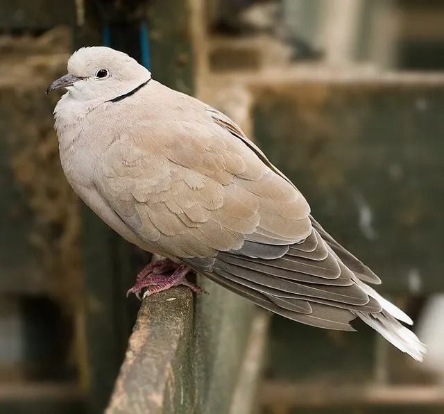Barbary dove