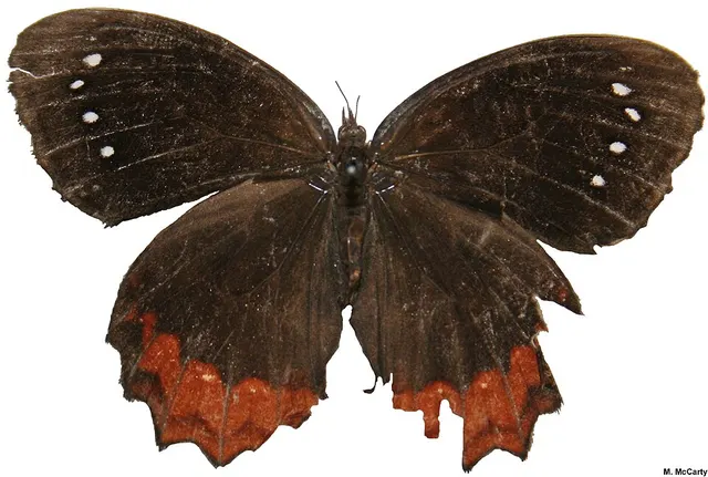 Gyrocheilus