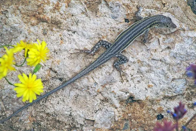 Eremias pleskei