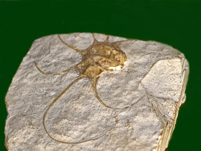 Harpagodidae