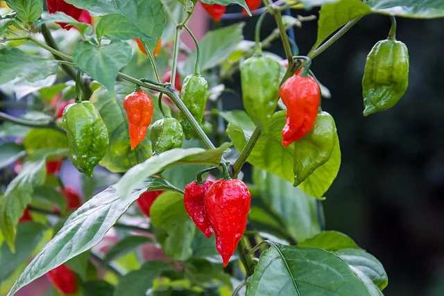 Ghost pepper