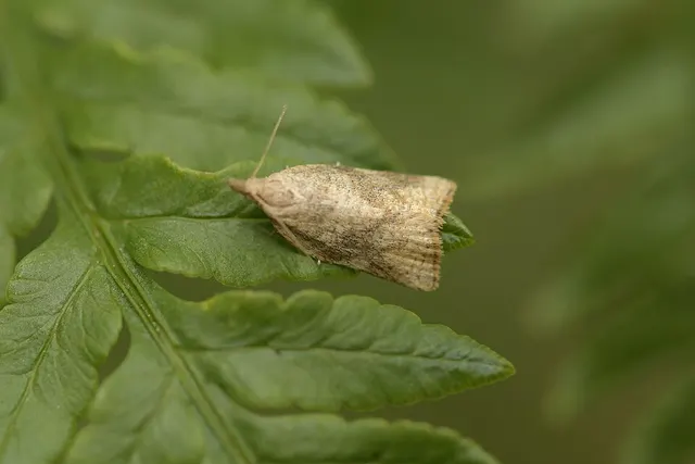 Catamacta gavisana