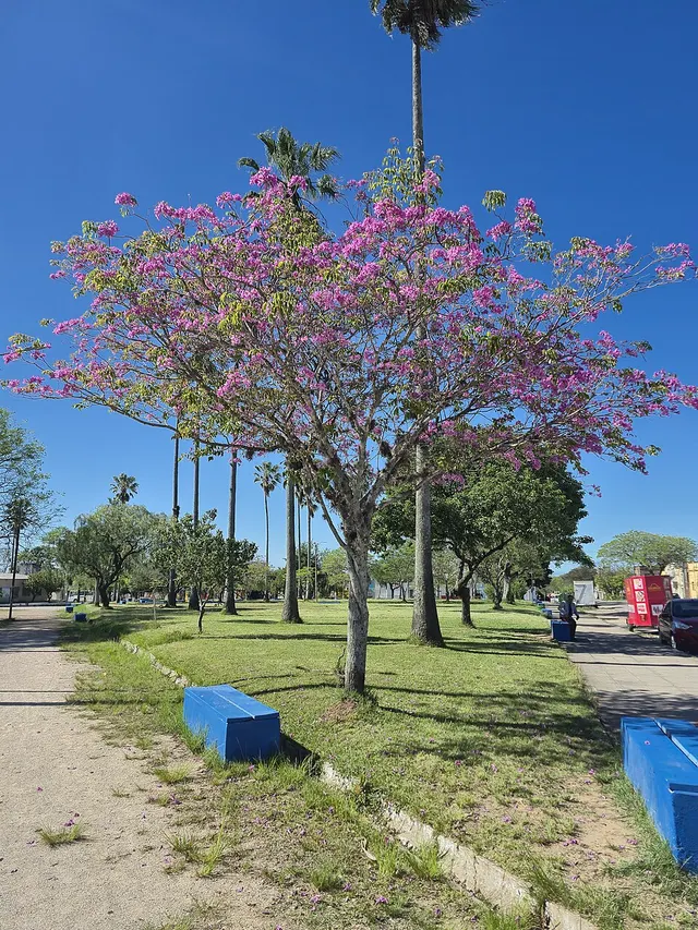 Handroanthus heptaphyllus