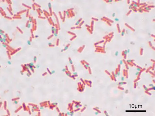 Endospore
