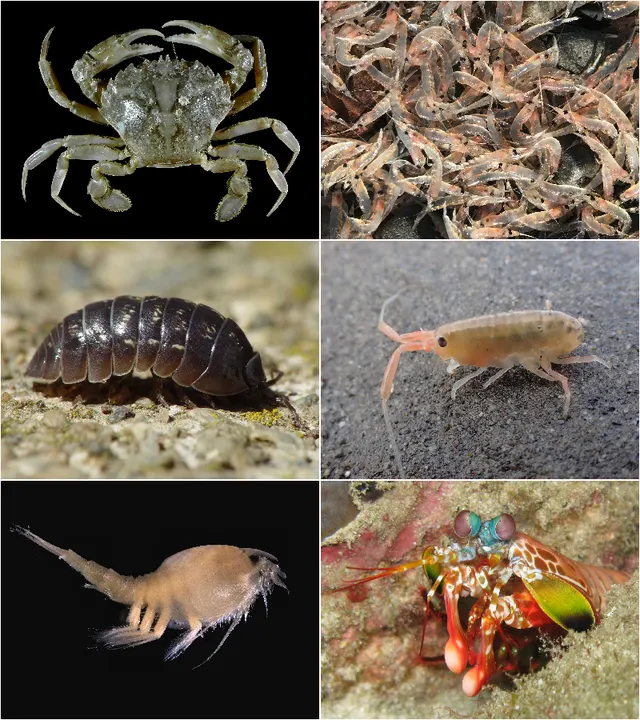 Malacostraca