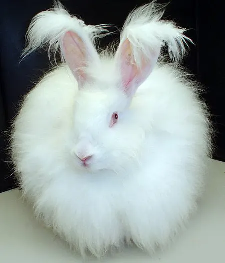 Lapin angora