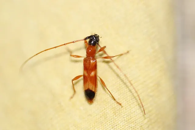 Pygmodeon ditelum