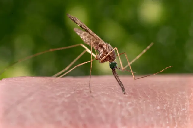 Anopheles sinensis