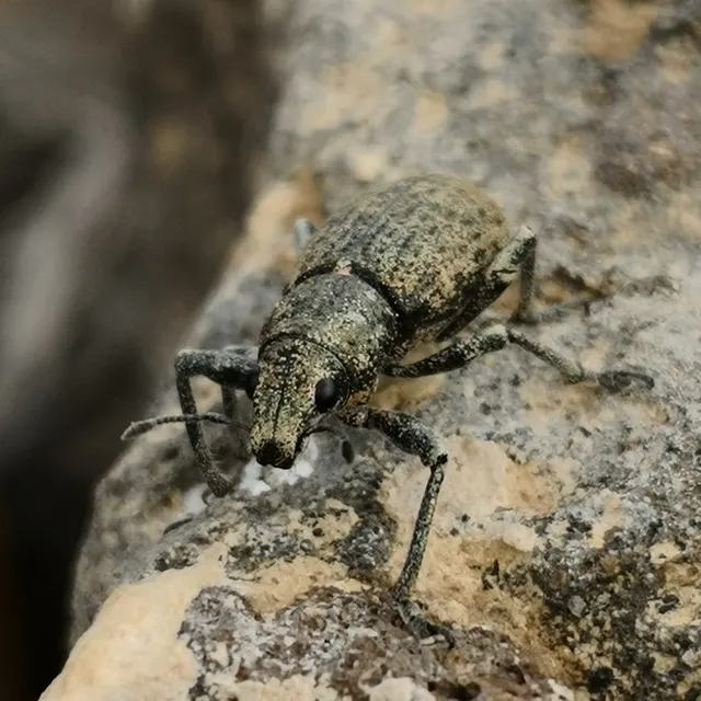 Tanymecini