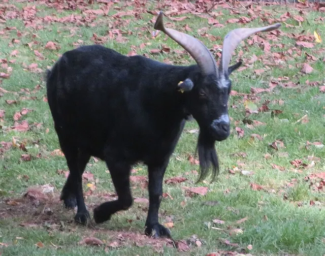 Passeirer Gebirgsziege