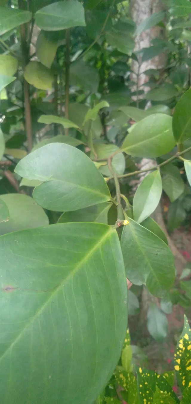 Garcinia terpnophylla