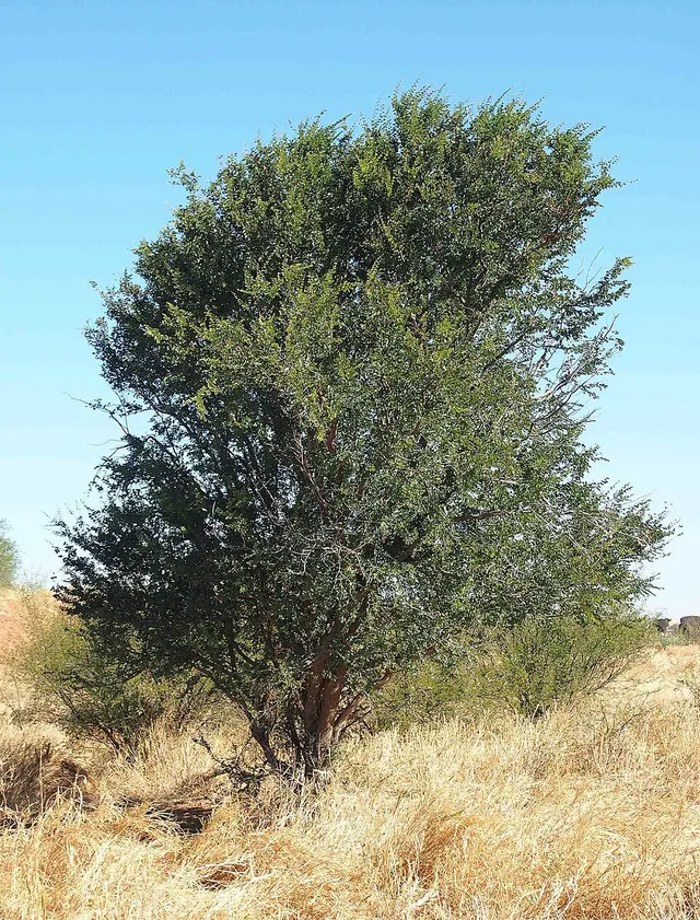 Lysiphyllum cunninghamii