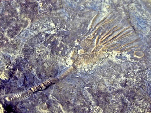 Periechocrinus