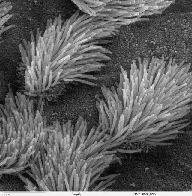 Cil cellulaire