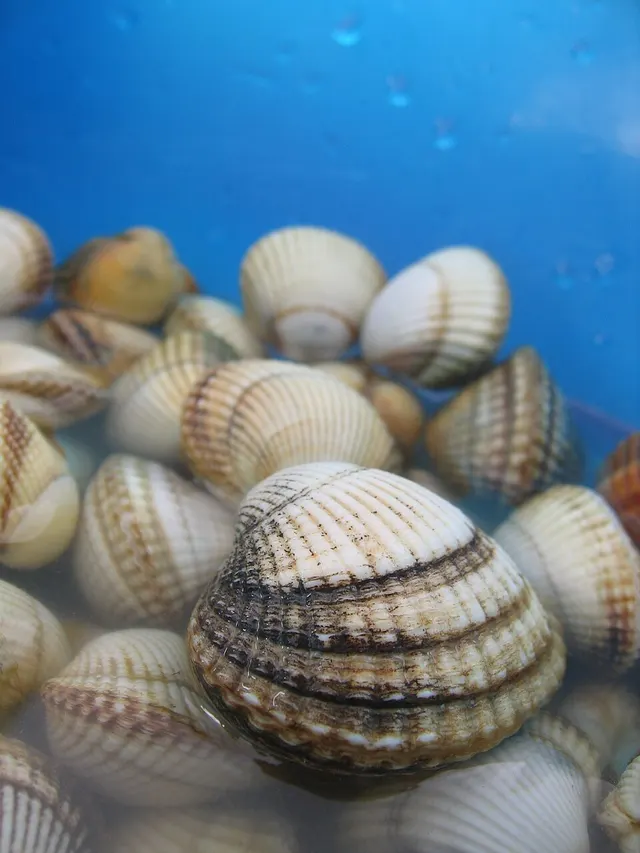 Cockle