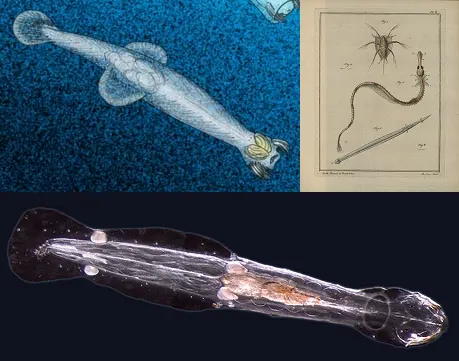 Chaetognatha