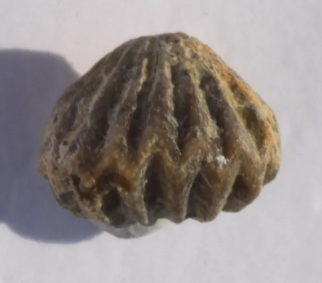 Bloyd Formation