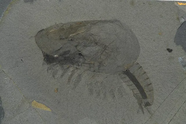 Canadaspis